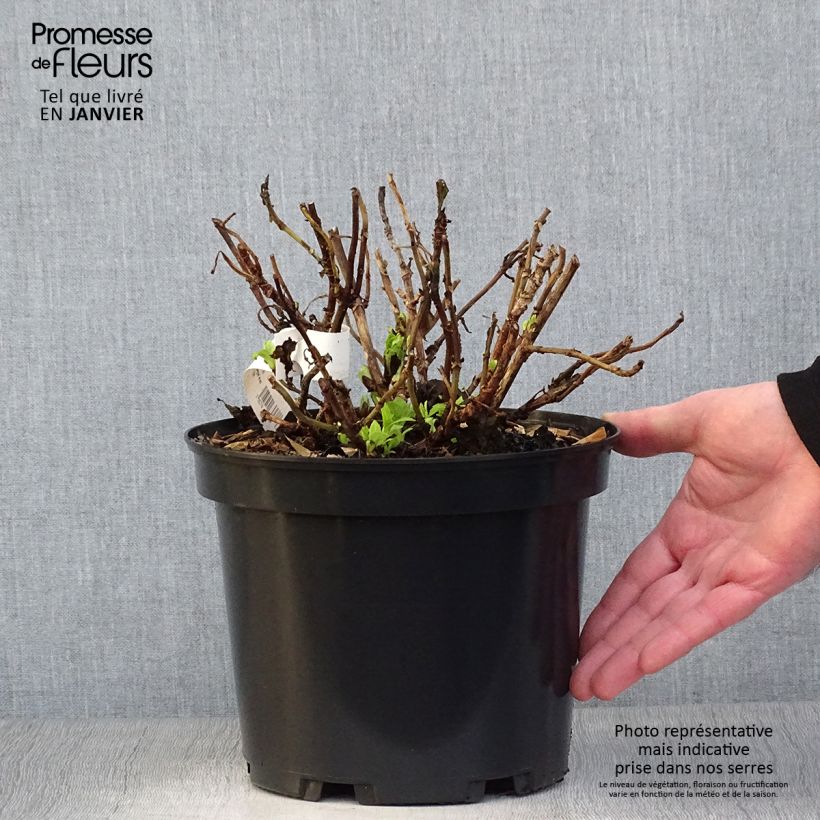 Hydrangea macrophylla Hovaria Hobergine - Ortensia Vaso da 4L/5L esemplare consegnato in inverno