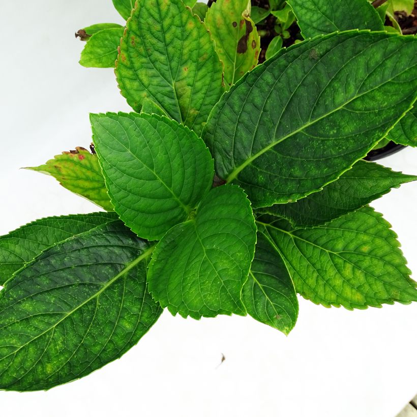 Hydrangea macrophylla Hovaria Hopcorn - Ortensia (Fogliame)
