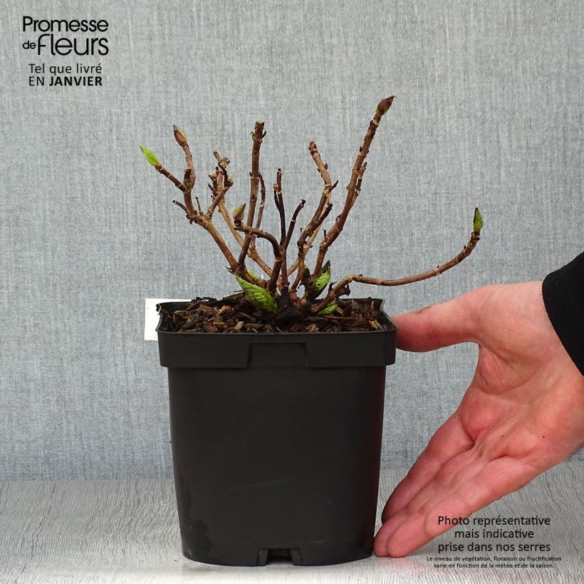 Hydrangea macrophylla Immaculata - Ortensia Vaso da 2L/3L esemplare consegnato in inverno