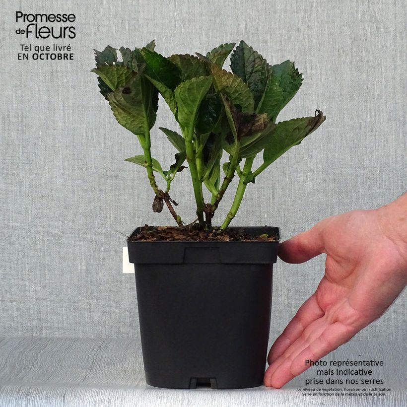 Esemplare di Hydrangea macrophylla Julisa - Ortensia Vaso da 1,5L/2L come consegnato in autunno