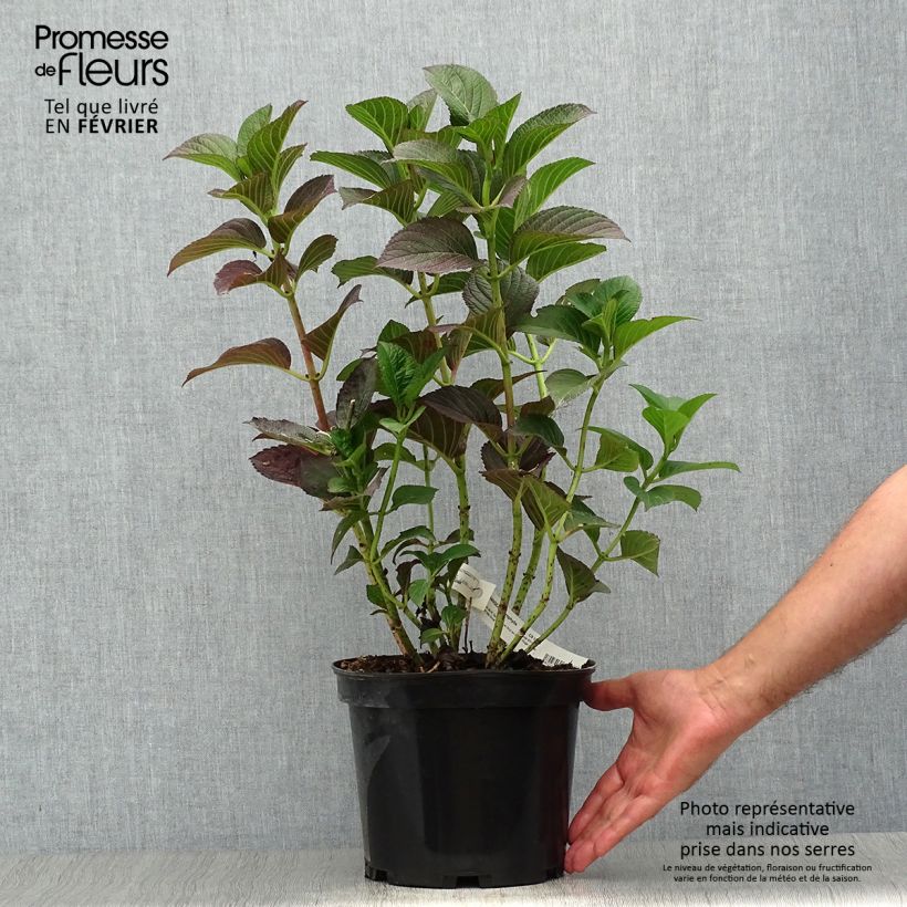 Esemplare di Hydrangea macrophylla Julisa - Ortensia Vaso da 4L/5L come consegnato in autunno