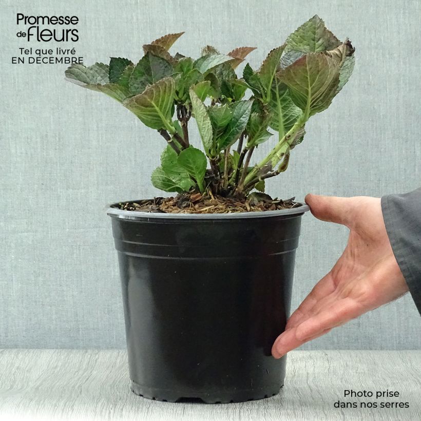 Hydrangea macrophylla Julisa - Ortensia Vaso da 4L/5L esemplare consegnato in inverno
