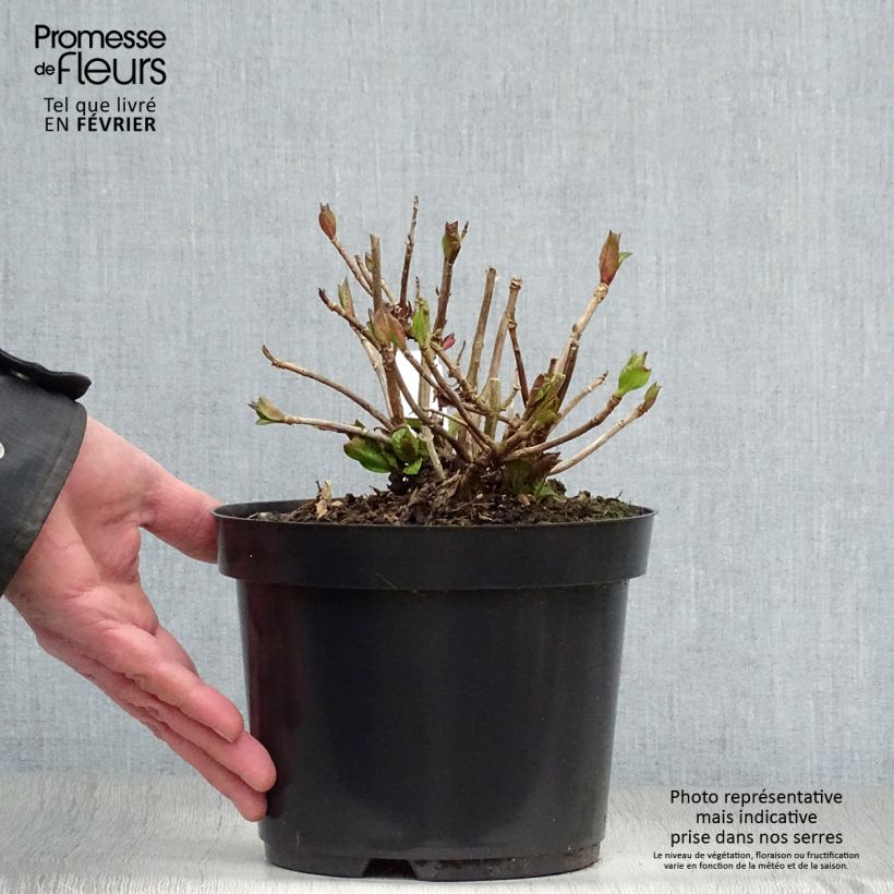 Hydrangea macrophylla Teller Kardinal - Ortensia Vaso da 2L/3L esemplare consegnato in inverno