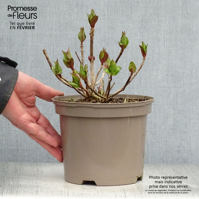 Hydrangea macrophylla Kardinal Violet - Ortensia Vaso da 2L/3L esemplare consegnato in inverno