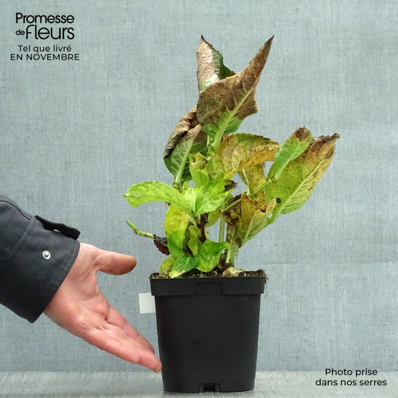 Esemplare di Hydrangea macrophylla Kazan - Ortensia Vaso da 2L/3L come consegnato in autunno