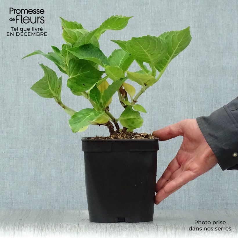 Hydrangea macrophylla La Marne - Ortensia Vaso da 2L/3L esemplare consegnato in inverno