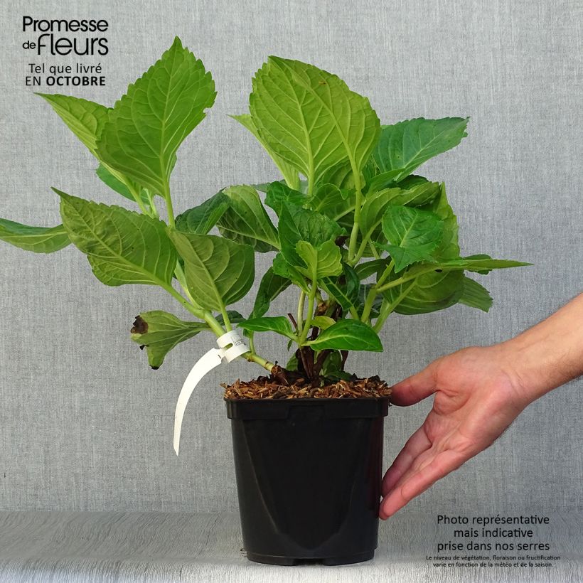 Esemplare di Hydrangea macrophylla La Marne - Ortensia Vaso da 2L/3L come consegnato in autunno