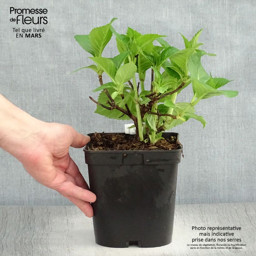 Hydrangea macrophylla La Marne - Ortensia Vaso da 2L/3L esemplare consegnato in primavera