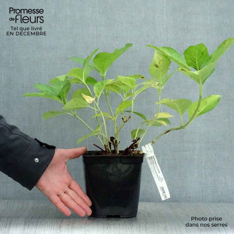 Hydrangea macrophylla Lady Nobuko - Ortensia Vaso da 2L/3L esemplare consegnato in inverno