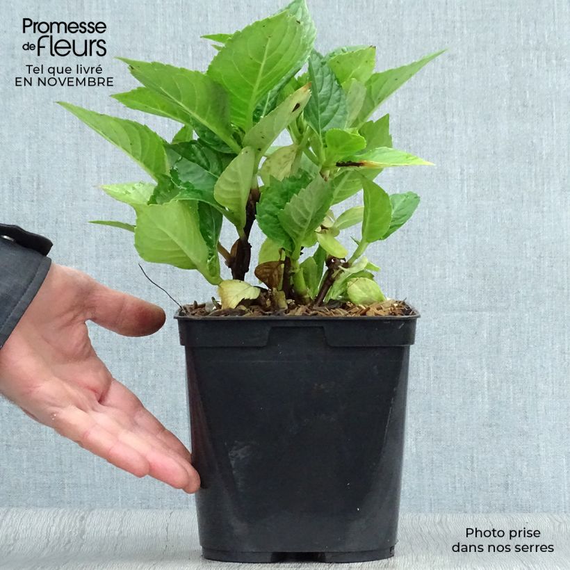 Esemplare di Hydrangea macrophylla Leuchtfeuer - Ortensia Vaso da 2L/3L come consegnato in autunno