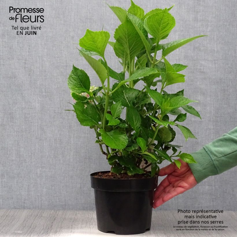 Esemplare di Hydrangea macrophylla Leuchtfeuer - Ortensia Vaso da 2L/3L consegnato in estate