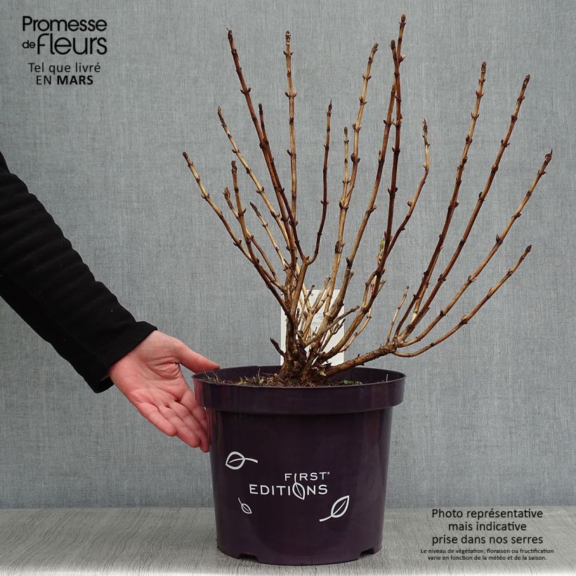 Hydrangea macrophylla Light'o'Day - Ortensia Vaso da 7,5L/10L esemplare consegnato in inverno