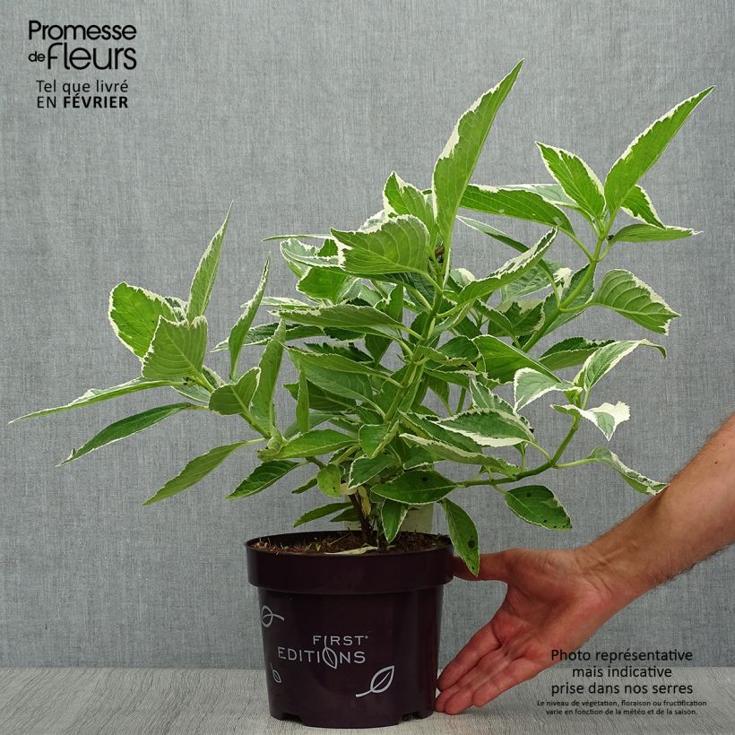 Esemplare di Hydrangea macrophylla Light'o'Day - Ortensia Vaso da 3L/4L come consegnato in autunno