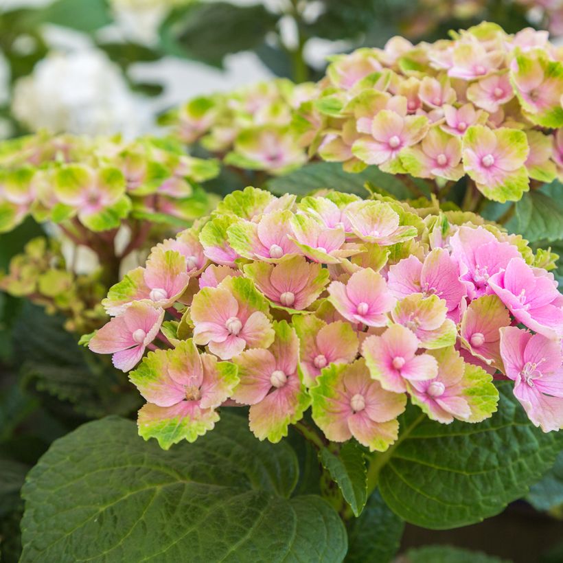 Hydrangea macrophylla Magical Amethyst - Ortensia (Fioritura)