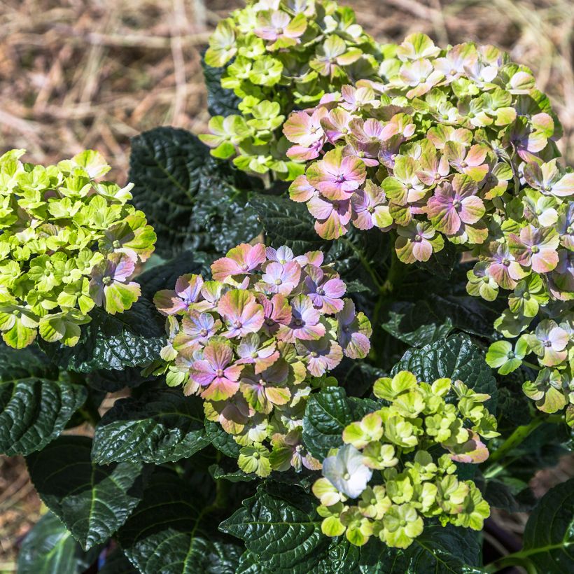 Hydrangea macrophylla Magical Amethyst - Ortensia (Porto)