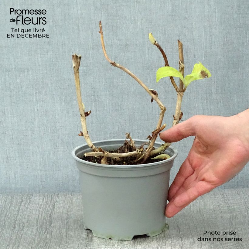 Hydrangea macrophylla Magical Noblesse - Ortensia Vaso da 2L/3L esemplare consegnato in inverno