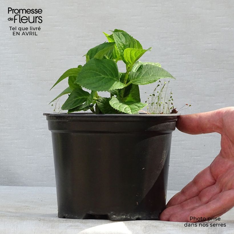 Hydrangea macrophylla Magical Revolution Bleu - Ortensia Vaso da 1,5L/2L esemplare consegnato in primavera