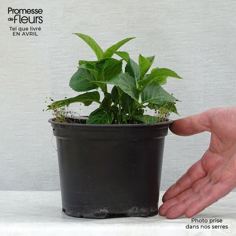 Hydrangea macrophylla Magical Revolution Rose - Ortensia Vaso da 2L/3L esemplare consegnato in primavera