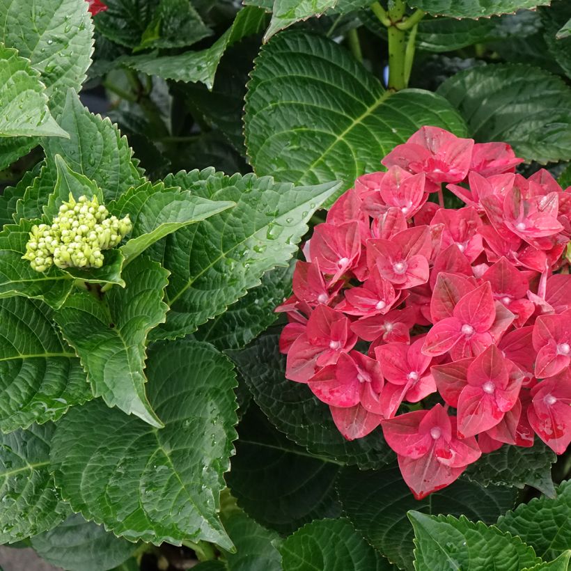 Hydrangea macrophylla Magical Ruby Tuesday - Ortensia (Fogliame)