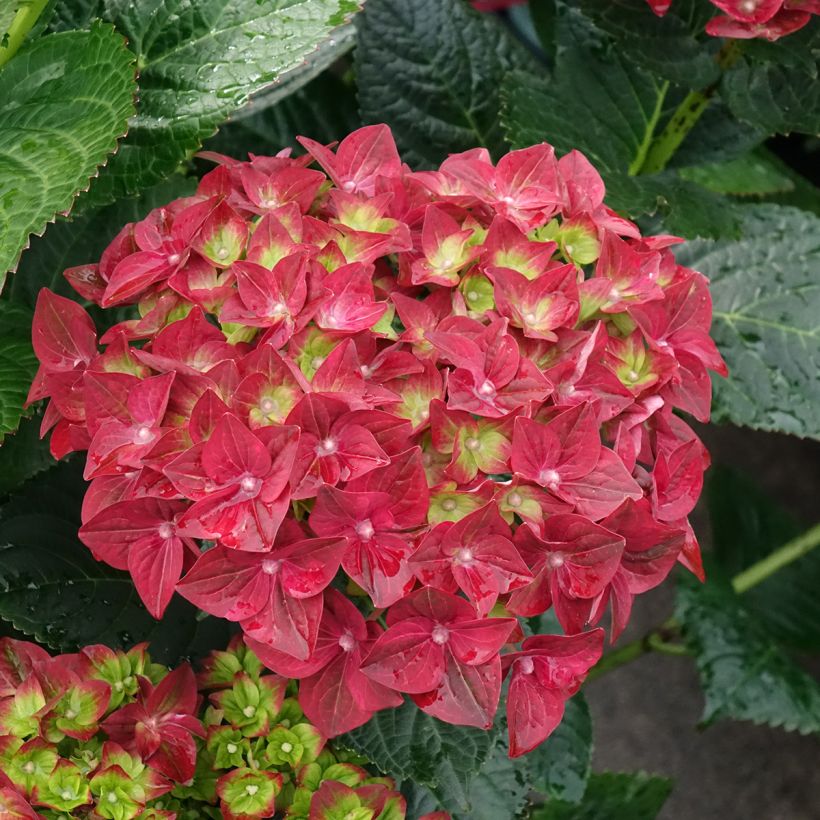 Hydrangea macrophylla Magical Ruby Tuesday - Ortensia (Fioritura)
