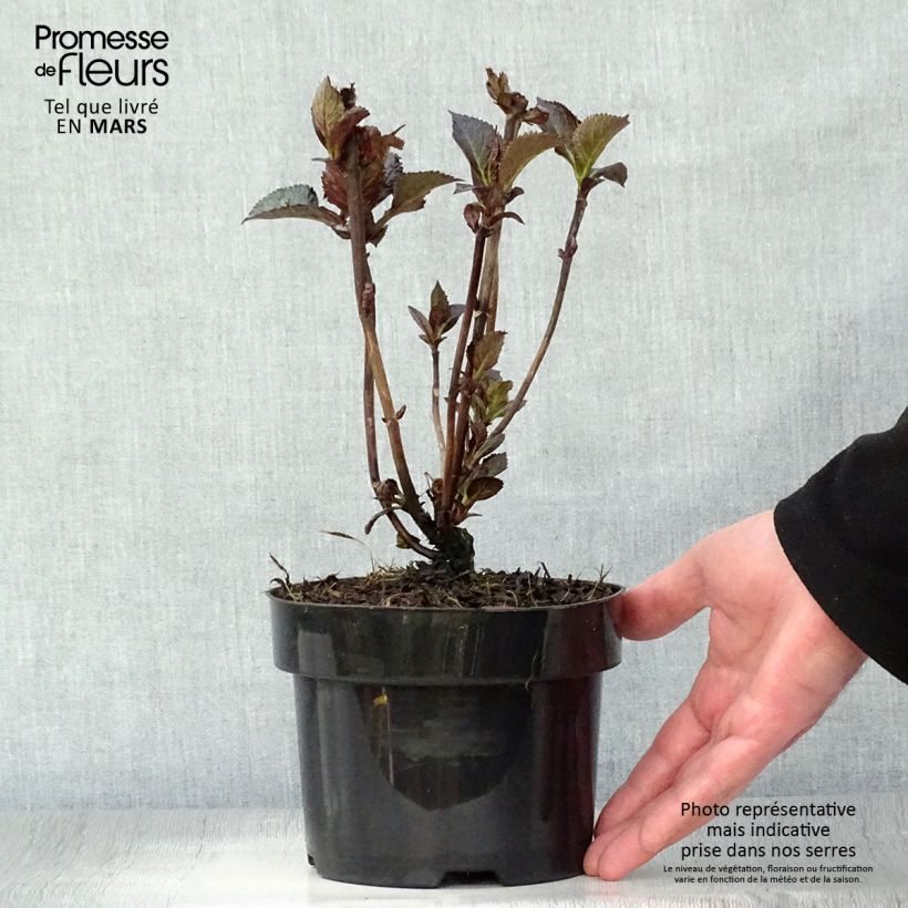 Hydrangea macrophylla Merveille Sanguine - Ortensia Vaso da 2L/3L esemplare consegnato in primavera
