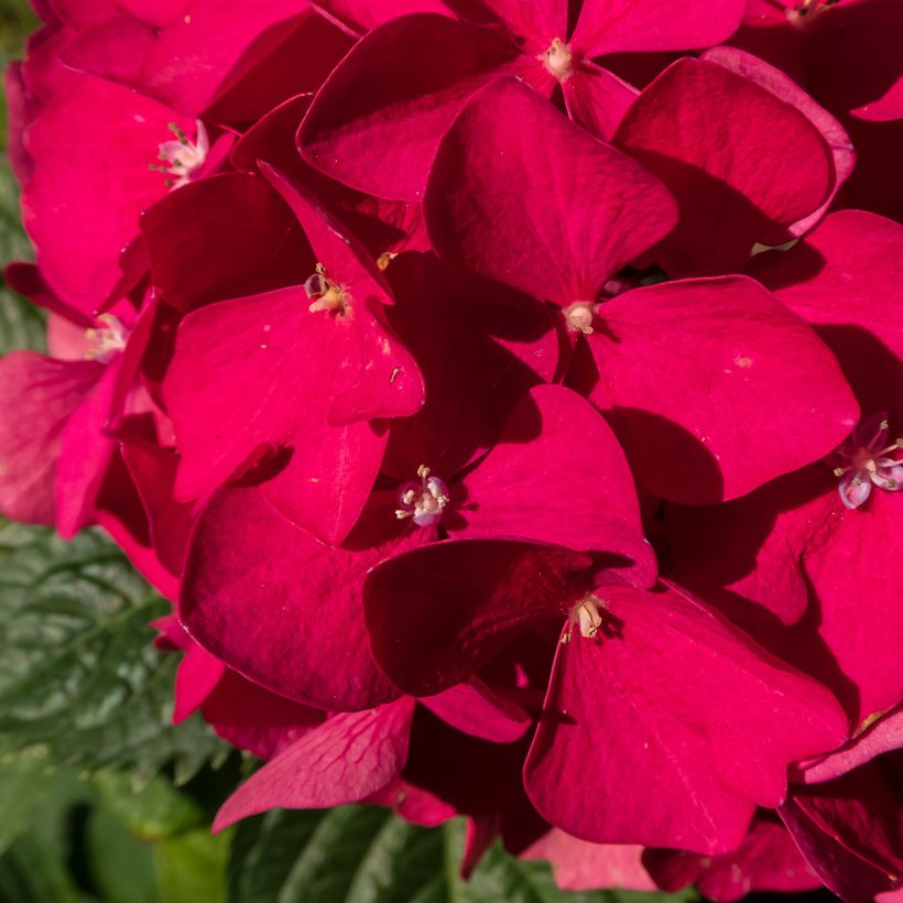 Hydrangea macrophylla Merveille Sanguine - Ortensia (Fioritura)