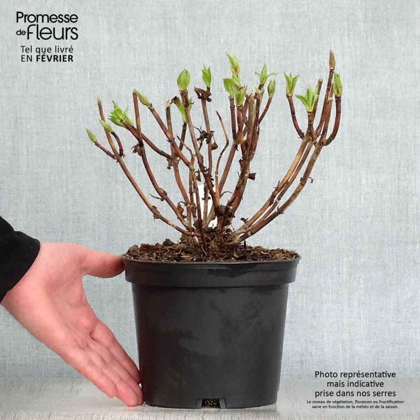 Hydrangea macrophylla Teller Messalina - Ortensia Vaso da 2L/3L esemplare consegnato in inverno