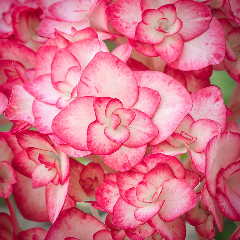 Hydrangea macrophylla Miss Saori - Ortensia (Fioritura)