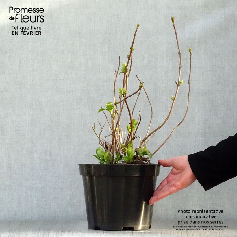 Hydrangea macrophylla Mme Emile Mouillière - Ortensia Vaso da 7,5L/10L esemplare consegnato in inverno