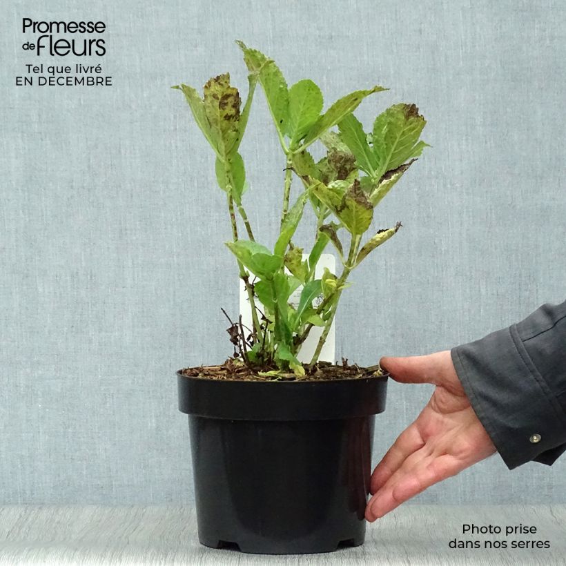 Hydrangea macrophylla Mme Emile Mouillière - Ortensia Vaso da 3L/4L esemplare consegnato in inverno