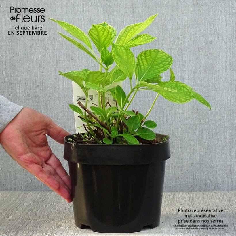 Esemplare di Hydrangea macrophylla Mme Emile Mouillière - Ortensia Vaso da 3L/4L come consegnato in autunno