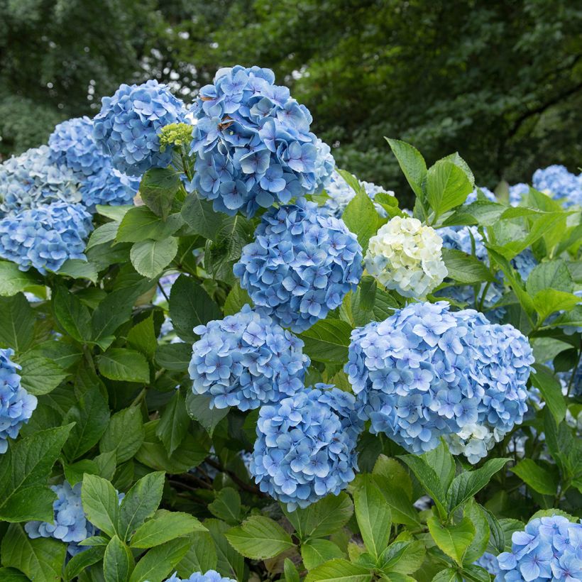 Hydrangea macrophylla Mousseline - Ortensia (Fioritura)
