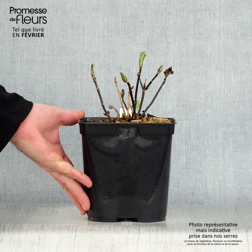 Hydrangea macrophylla Nigra - Ortensia Vaso da 2L/3L esemplare consegnato in inverno