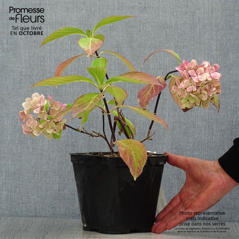 Esemplare di Hydrangea macrophylla Nigra - Ortensia Vaso da 2L/3L come consegnato in autunno