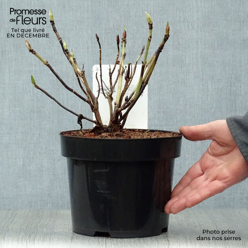 Hydrangea macrophylla Nikko Blue - Ortensia Vaso da 2L/3L esemplare consegnato in inverno