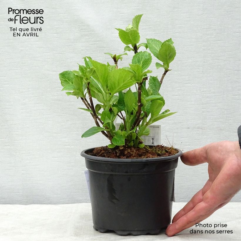 Hydrangea macrophylla Nikko Blue - Ortensia Vaso da 2L/3L esemplare consegnato in primavera