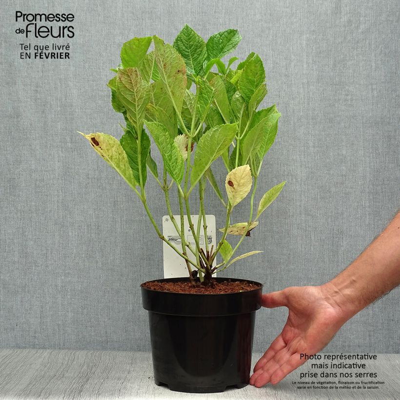 Esemplare di Hydrangea macrophylla Nikko Blue - Ortensia Vaso da 2L/3L come consegnato in autunno