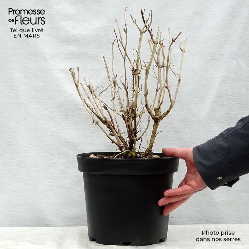 Hydrangea macrophylla Nikko Blue - Ortensia Vaso da 7,5L/10L esemplare consegnato in primavera