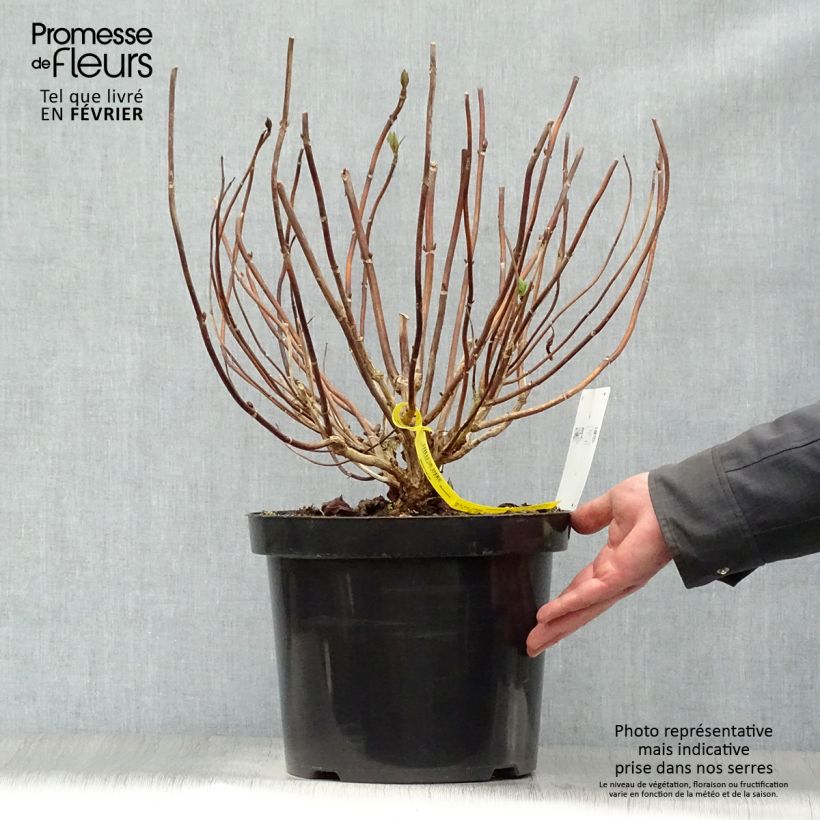 Hydrangea macrophylla Nikko Blue - Ortensia Vaso da 7,5L/10L esemplare consegnato in inverno