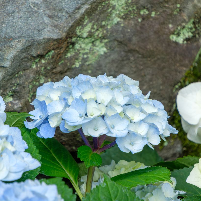 Hydrangea macrophylla Nikko Blue - Ortensia (Fioritura)
