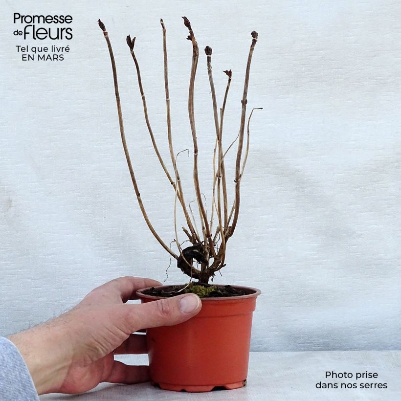 Hydrangea macrophylla Nikko Blue - Ortensia Vasetto da 8/9 cm esemplare consegnato in primavera