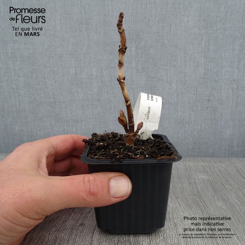 Hydrangea macrophylla Nikko Blue - Ortensia Vasetto da 8/9 cm esemplare consegnato in inverno