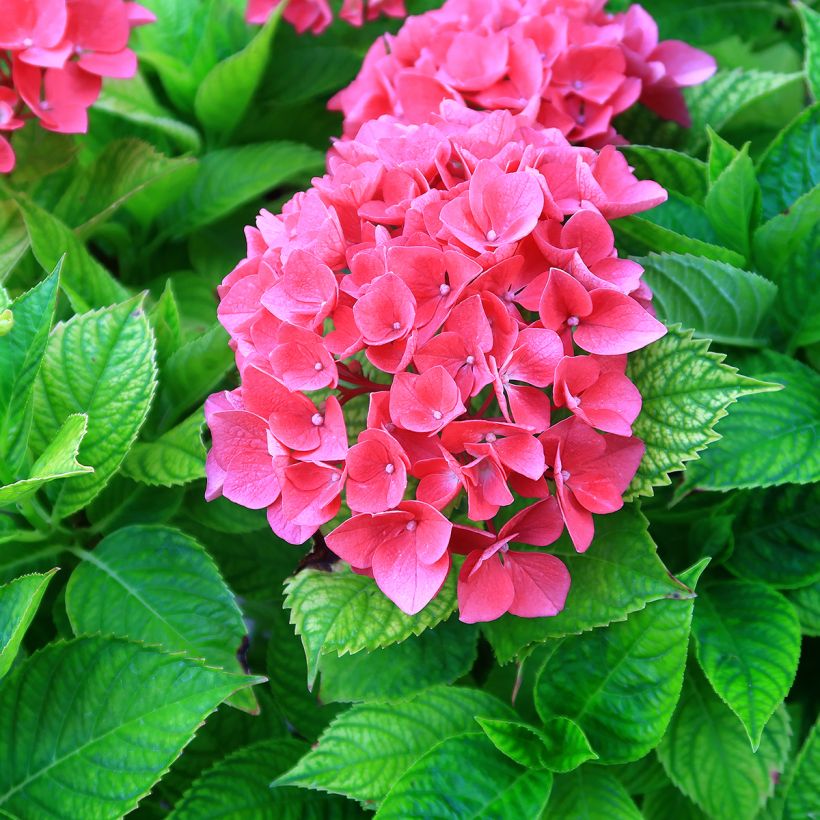 Hydrangea macrophylla Pia - Ortensia (Fioritura)
