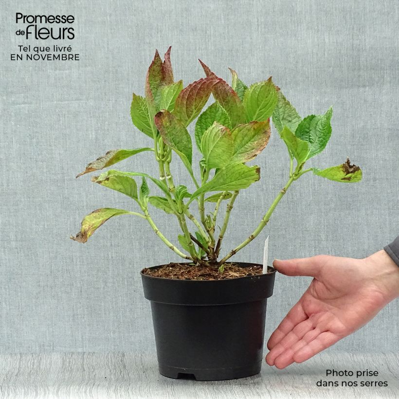 Esemplare di Hydrangea macrophylla Princess Diana - Ortensia Vaso da 3L/4L come consegnato in autunno