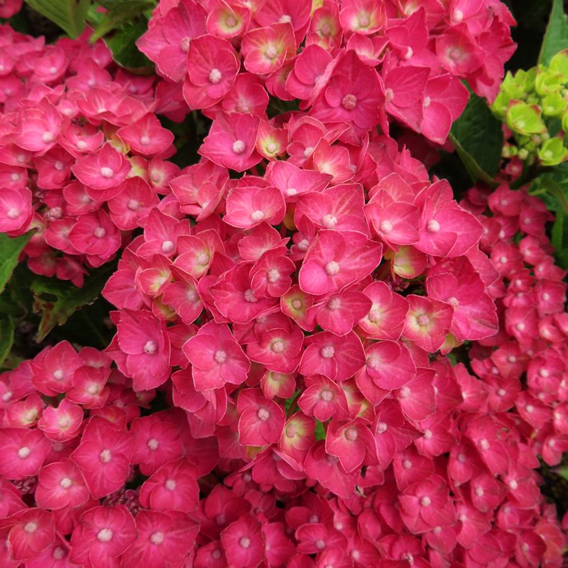Hydrangea macrophylla Rebellion Choco Love - Ortensia (Fioritura)