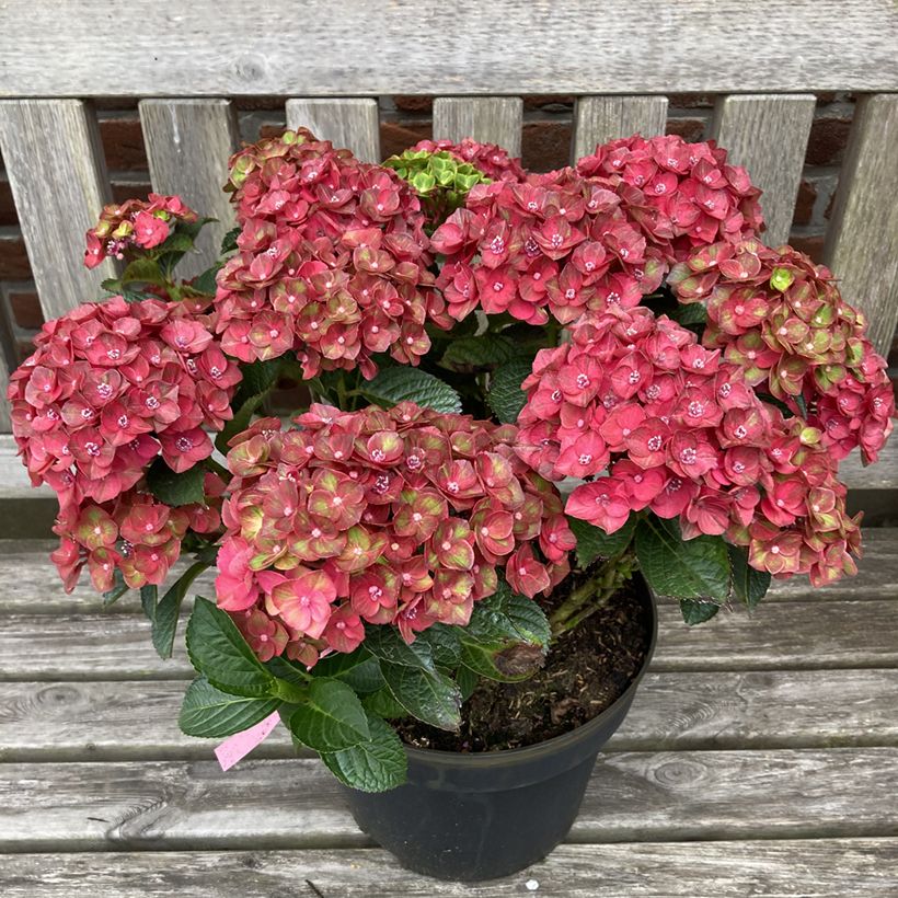 Hydrangea macrophylla Rebellion Choco Love - Ortensia (Porto)