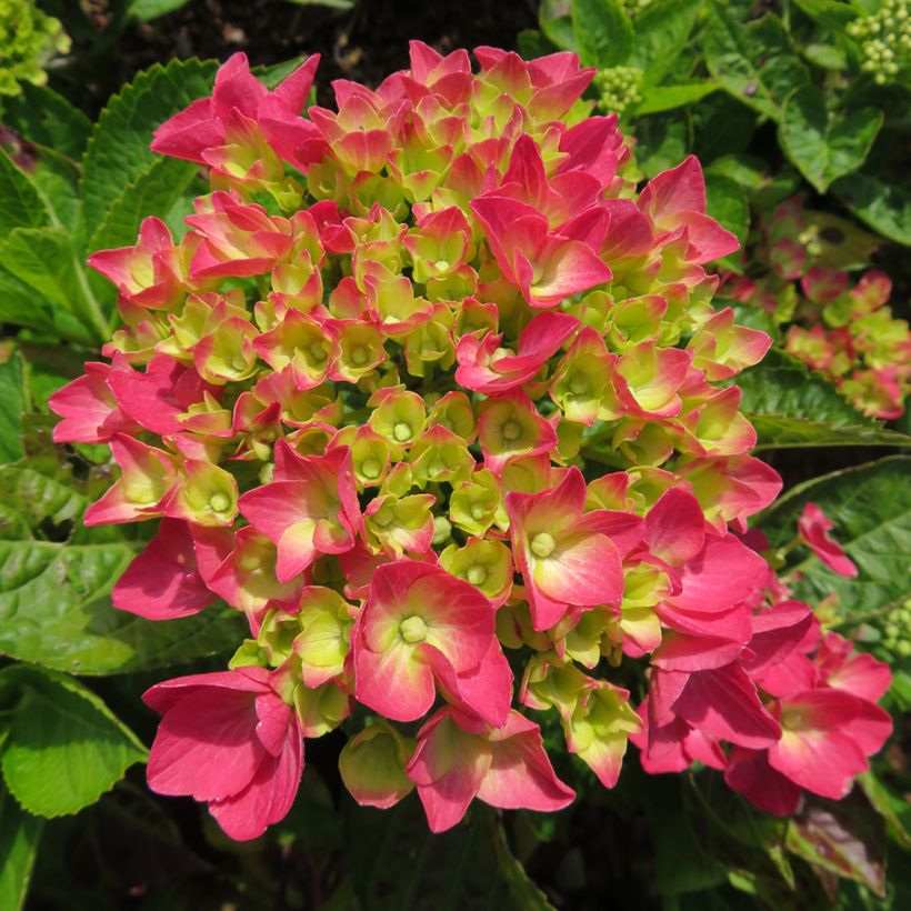 Hydrangea macrophylla Rebellion Dark Pink Love - Ortensia (Fioritura)