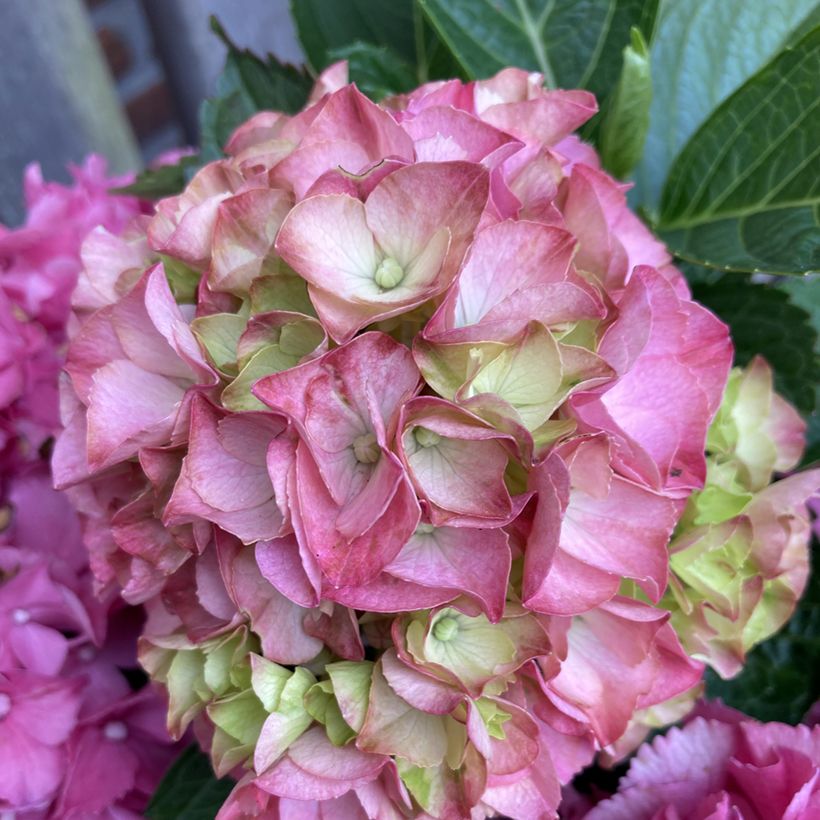 Hydrangea macrophylla Rebellion Pink Love - Ortensia (Fioritura)