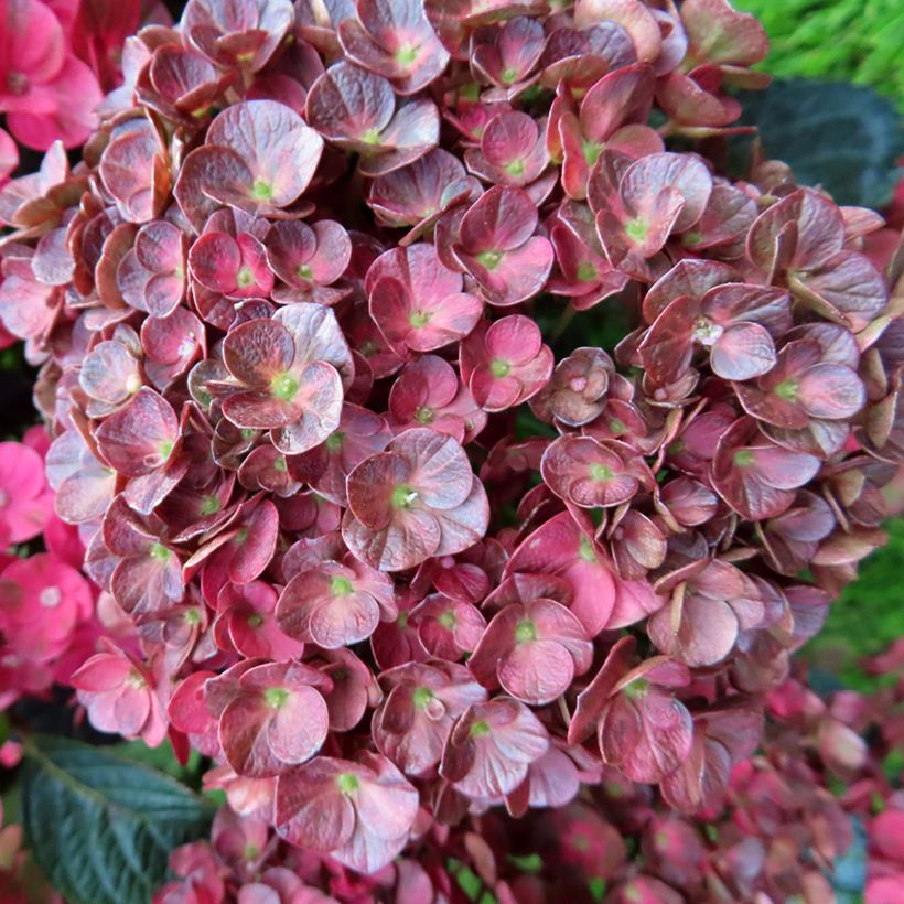 Hydrangea macrophylla Rebellion Pistachio Love - Ortensia (Fioritura)