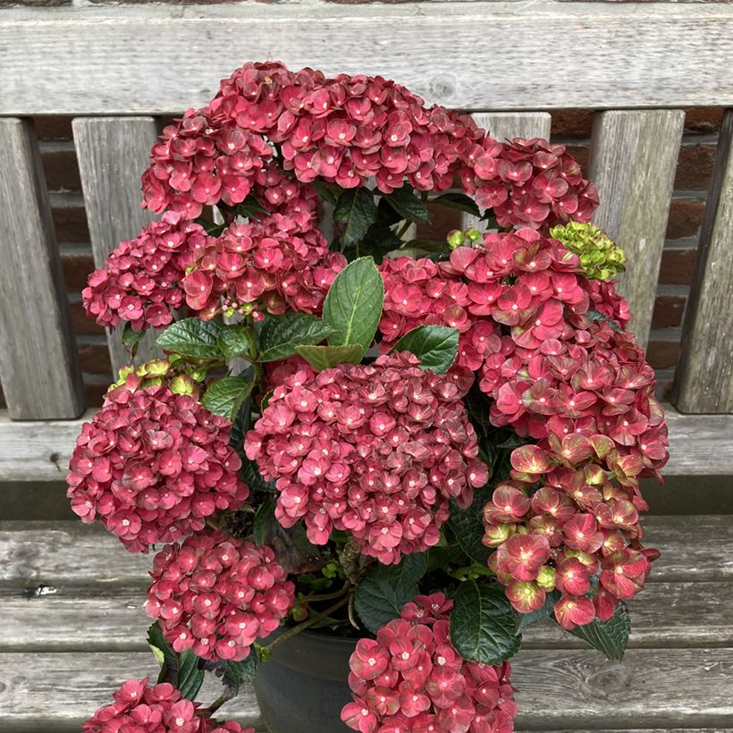 Hydrangea macrophylla Rebellion Pistachio Love - Ortensia (Porto)